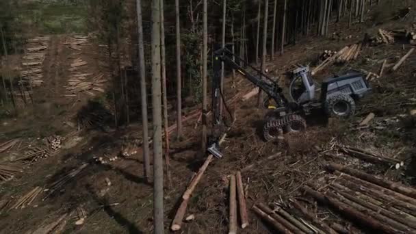 Blick Von Oben Auf Abholzungsanlagen Wald Verarbeitung Von Fichtenwäldern Mechanisches — Stockvideo