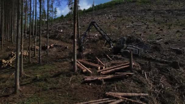 Registro Árboles Procesamiento Vehículos Recolección Madera Sitio Industria Forestal Vehículo — Vídeos de Stock