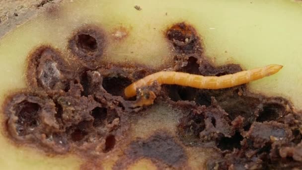 Wireworm Zwaar Beschadigde Aardappel Aardappel Vol Gaten Zwarte Vlekken Gewasfout — Stockvideo