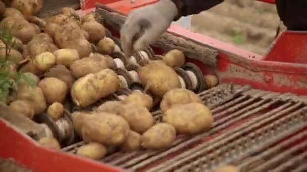 Збиральний Стіл Картопляного Комбайна Фермер Відокремлює Бруд Каміння Від Картоплі — стокове відео