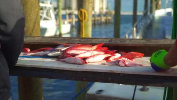 漁師はきれいにし 群衆の前で赤いスナッパーの彼らの巨大なキャッチを消化 — ストック動画