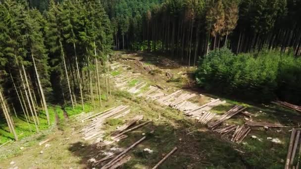 Stapels Boomstammen Het Midden Van Het Bos Nadat Door Bosmaaier — Stockvideo