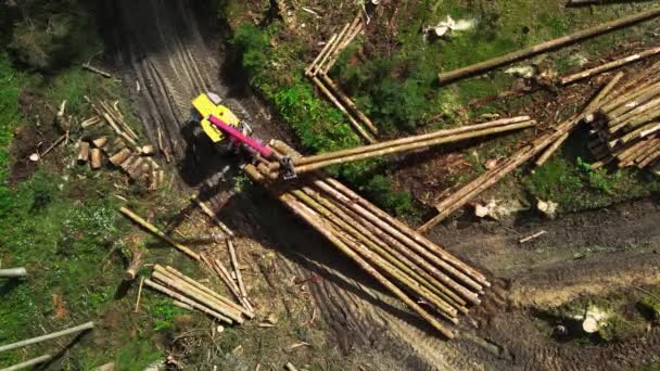 木材の積み込み トラックへのログの読み込み 木材加工 森林伐採 爪での木材の積み込み — ストック動画