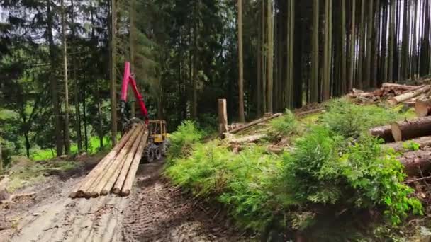 Uma Pilha Troncos Ser Arrastada Pela Colhedora Floresta Logging Transporte — Vídeo de Stock