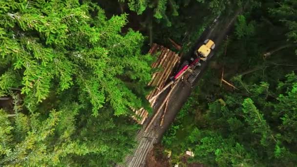 Visão Cima Para Baixo Equipamento Registro Ação Floresta Processamento Floresta — Vídeo de Stock