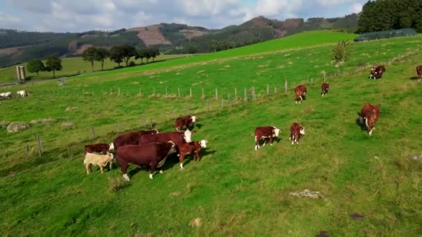 緑の牧草地で牛の群れの空中ビュー 牛の群れと緑のフィールドのドローンビュー 背景にある木は — ストック動画