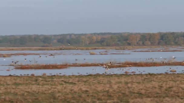 Manada Gansos Volando Frente Castillo — Vídeos de Stock