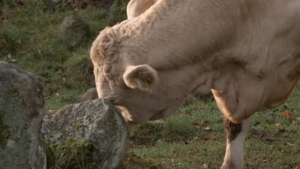Eko Süt Ineği Gözü Tırmalamak Için Kaya Kullanıyor — Stok video