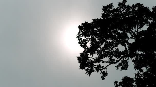 霧の太陽の木の上の前 — ストック動画