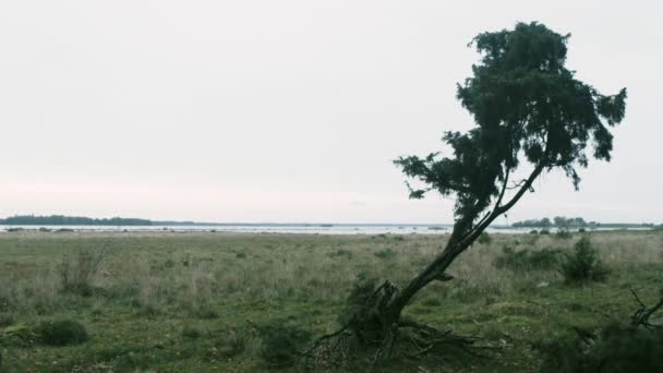 Árbol Solitario Frente Lago — Vídeos de Stock