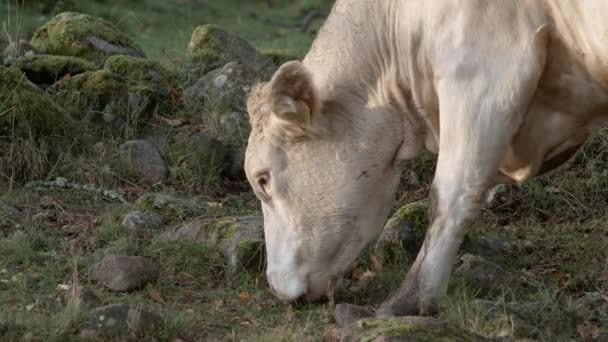 Κοντινό Πλάνο Οικολογικής Βόσκησης Αγελάδων Γαλακτοπαραγωγής — Αρχείο Βίντεο