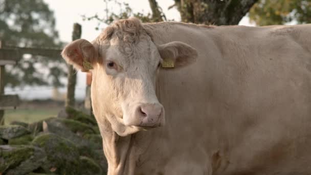 Süt Ineği Etrafına Bakıyor Uzaklaşıyor — Stok video