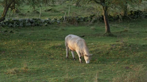 Koe Zoek Naar Goede Grazingsplek — Stockvideo