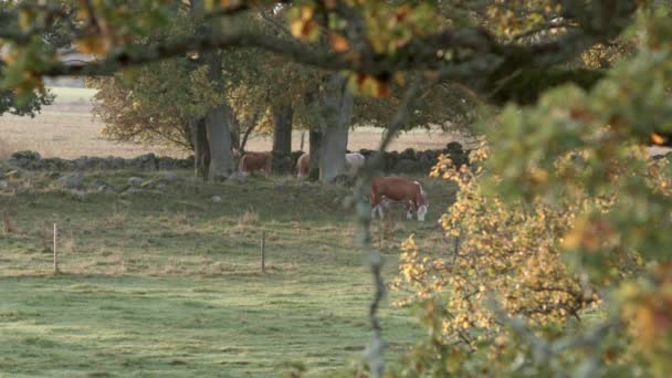 Krowy Mleczne Wypasane Sielankowy Krajobraz — Wideo stockowe