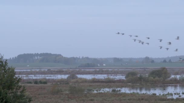 Geese Που Πετούν Σχηματισμό Νωρίς Πρωί — Αρχείο Βίντεο