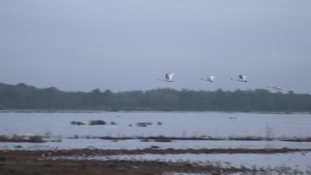 Лебеди Летящие Рано Утром — стоковое видео