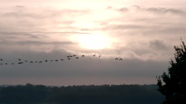 Gansos Volando Cielo Matutino — Vídeos de Stock