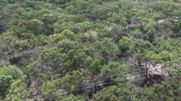 Seguimiento Las Inclinaciones Aéreas Desde Camión Eucalipto Para Abrir Océano — Vídeo de stock