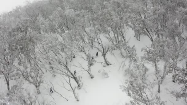 Aérea Invierno Esquiadores Sendero Través Del Bosque Eucaliptos Australia — Vídeos de Stock