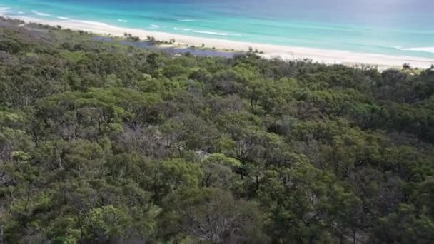 Camión Paralelos Playa Camino Arenoso Través Árboles Bosque Nudoso — Vídeo de stock