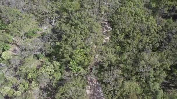 Aérea Camión Todoterreno Conduce Camino Arenoso Través Del Bosque Encías — Vídeo de stock