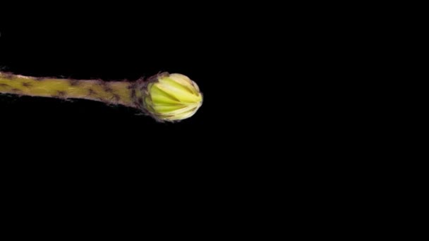 Saubere Kakteenblüten Blühen Und Ziehen Sich Zurück Echinopsis Mit Alpha — Stockvideo