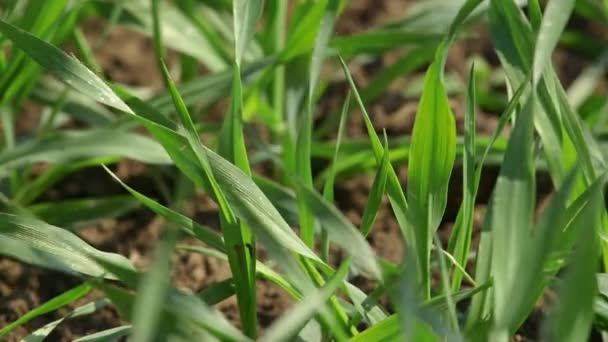 Pesticidas São Aplicados Plantas Verdes Campo Pequenas Gotas Terra Líquida — Vídeo de Stock