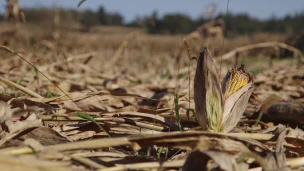 Plantas Milho Destruídas Pelo Verme Milho Ocidental Espiga Deitada Chão — Vídeo de Stock