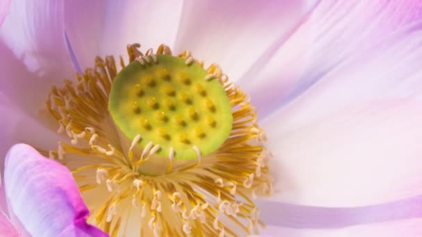 Lotusblüten Zeitraffer Von Staubgefäßen Die Sich Nach Der Blüte Die — Stockvideo