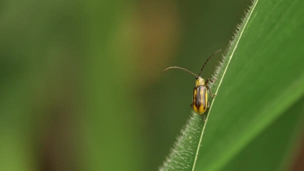 Chrysomèle Maïs Ouest Assis Sur Une Feuille Maïs Puis Envoler — Video