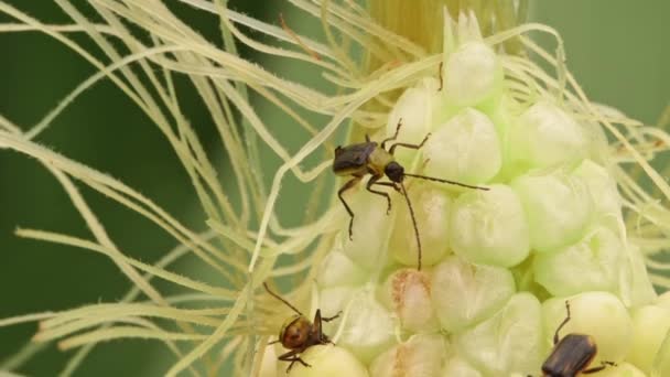 Muchos Gusanos Raíz Maíz Occidentales Comiendo Mazorca Maíz Verde Primer — Vídeos de Stock