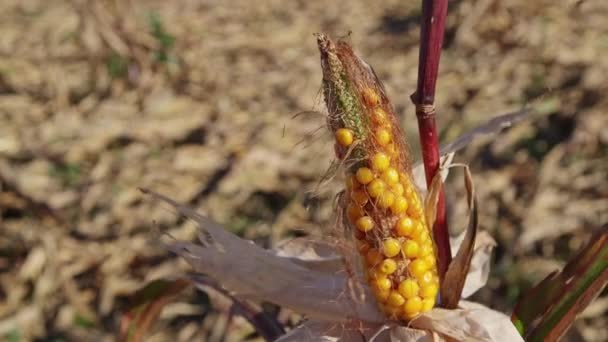Plantes Maïs Détruites Par Chrysomèle Occidentale Maïs — Video