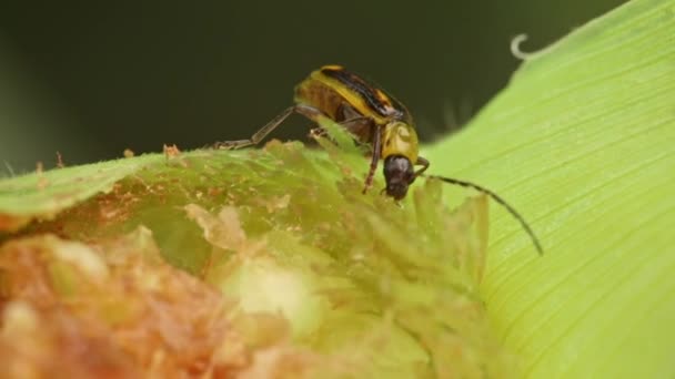 Chrysomèle Des Racines Maïs Ouest Mangeant Épi Maïs Vert — Video