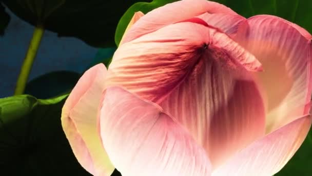 Lotusblüte Zeitraffer Ansicht Von Oben Die Die Samenschale Und Staubgefäße — Stockvideo