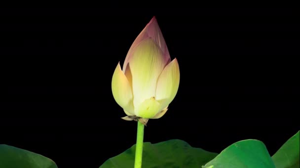 Zeitraffer Der Lotusblüte Mit Alpha Kanal Die Lotuslilie Steht Für — Stockvideo