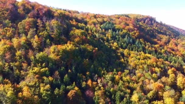 Rychlý Let Podzimním Barevným Listím Smíšený Les Krásnými Podzimními Barvami — Stock video
