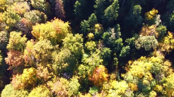 Naar Boven Draaiende Camerabeweging Onthult Herfstkleurig Bos — Stockvideo