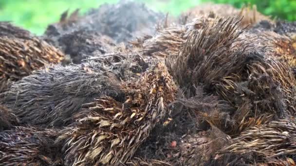 Fabrication Compost Biologique Partir Grappes Fruits Vides Palme — Video