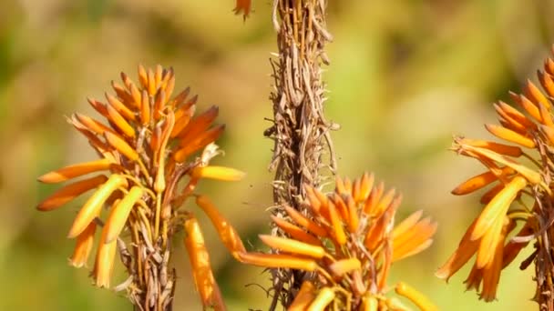 Details Einer Blühenden Afrikanischen Aloe Pflanze — Stockvideo