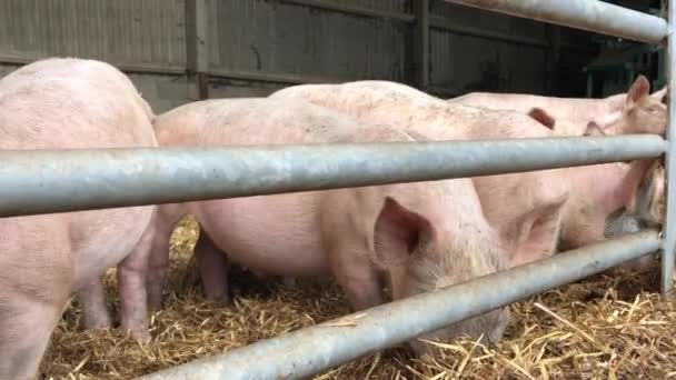 Piglets Enjoy Some Straw Farm Bedfordshire — Stock Video