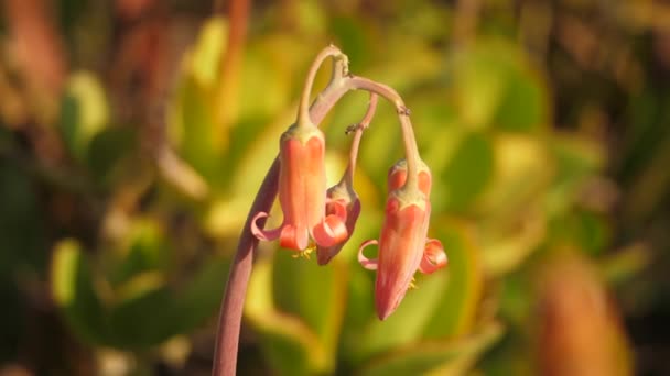 Smukke Cotyledon Orbiculata Blomst Haven – Stock-video