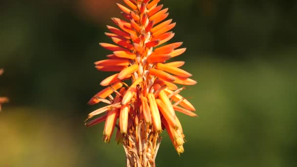 Détail Belle Fleur Aloès Africaine Afrique Sud — Video