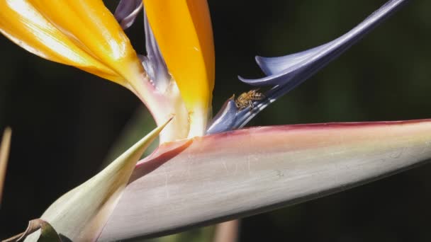 Abeja Polinizando Arrastrándose Alrededor Pájaro Strelitzia Del Paraíso Flor — Vídeos de Stock