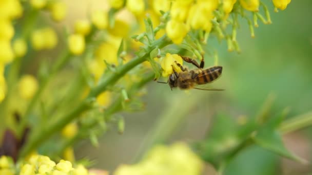 Closeup African Bee Pollinating Hovering Mahonia Oiwakensis Flower — 图库视频影像