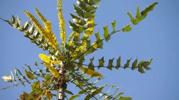 在阳光灿烂的日子里 非洲蜜蜂为中国的冬青灌木授粉 — 图库视频影像