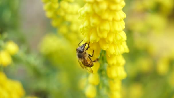 Африканская Пчела Опыляющая Цветы Летающая Вокруг Китайского Кустарника — стоковое видео