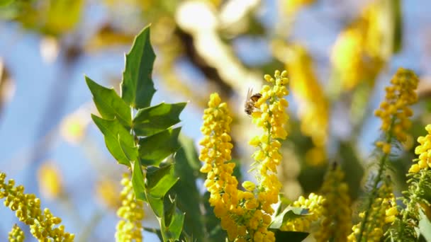 蜜蜂授粉的Mahonia X培养基混合灌木 — 图库视频影像