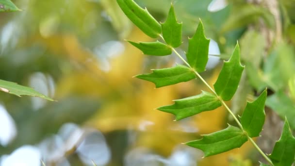红景杉尖尖叶子的细节 — 图库视频影像