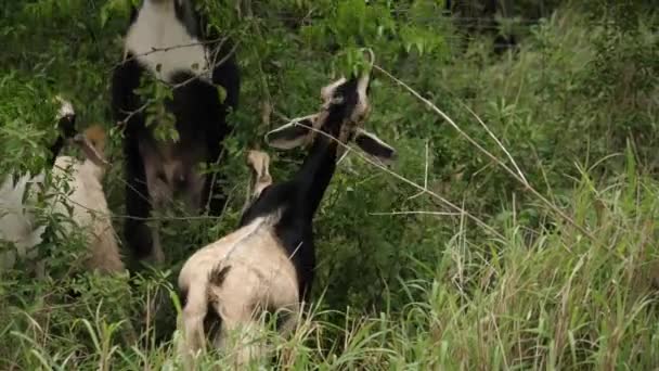 Rebanho Cabras Pretas Brancas Alimentando Galhos Árvores — Vídeo de Stock