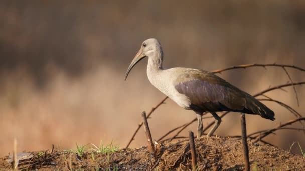 Profil Boczny Hadeda Ibis Stojący Brudnym Wzgórzu Zamazanym Tłem — Wideo stockowe